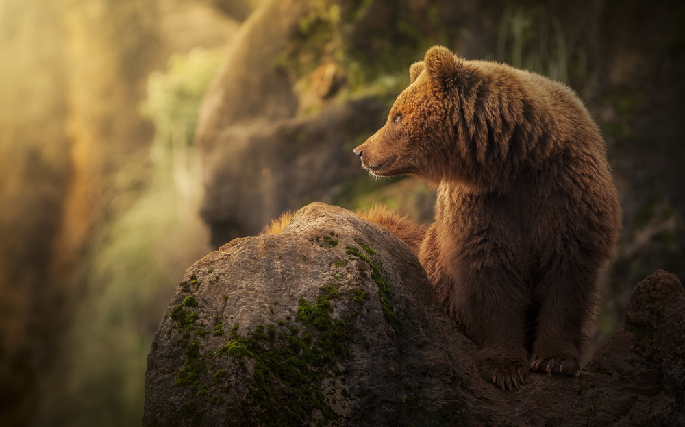Grizzly In Golden Light by Sergio Saavedra Ruiz — canvas wall art