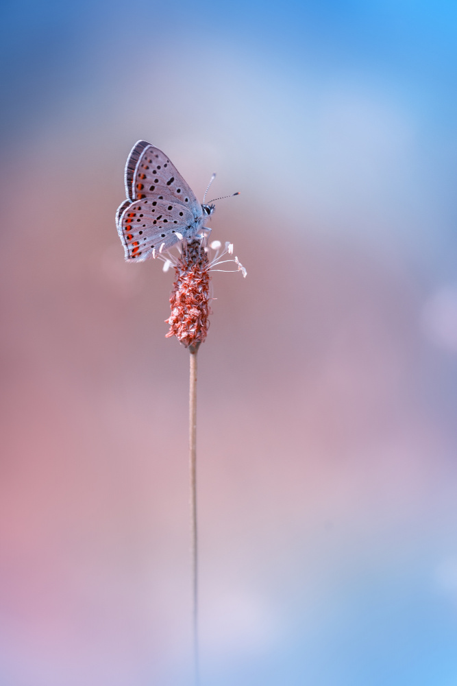 Soft Blue Butterfly by Fabrizio Daminelli — canvas wall art