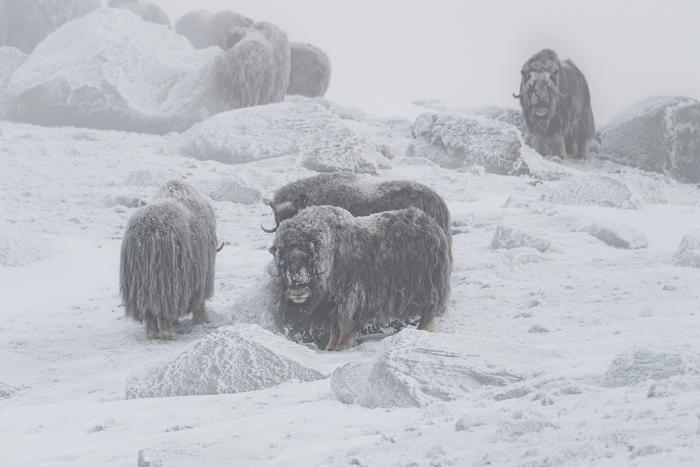 Frosty Musk Oxen Herd by Roberto Marchegiani — canvas wall art