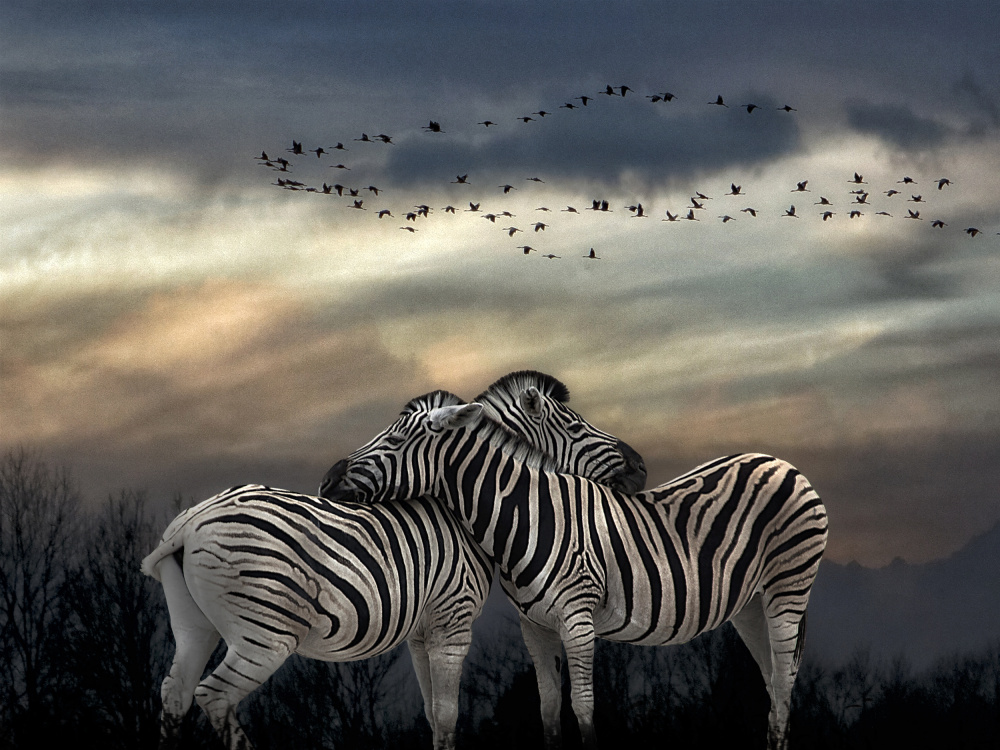 Zebras Embrace Twilight by Jan Donckers — canvas wall art