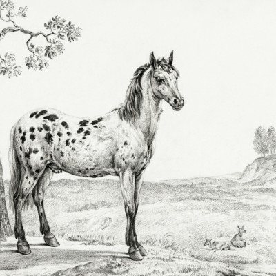 Standing Mottled Horse