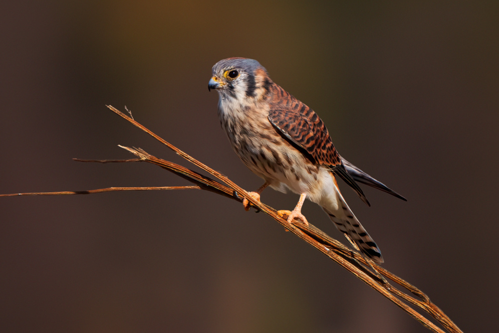 American Kestrel Perched by Serena Duan — canvas wall art
