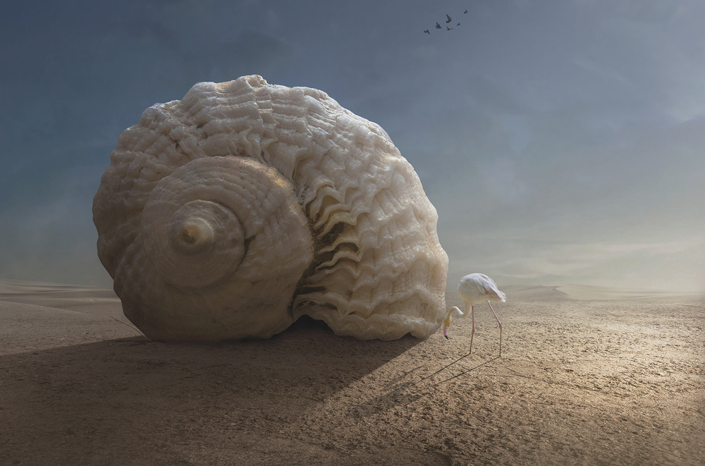 Flamingo and Giant Shell by Sulaiman Almawash — canvas wall art