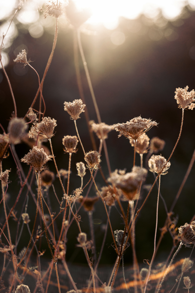 Warm Winter Light 2 by Mareike Böhmer — canvas wall art