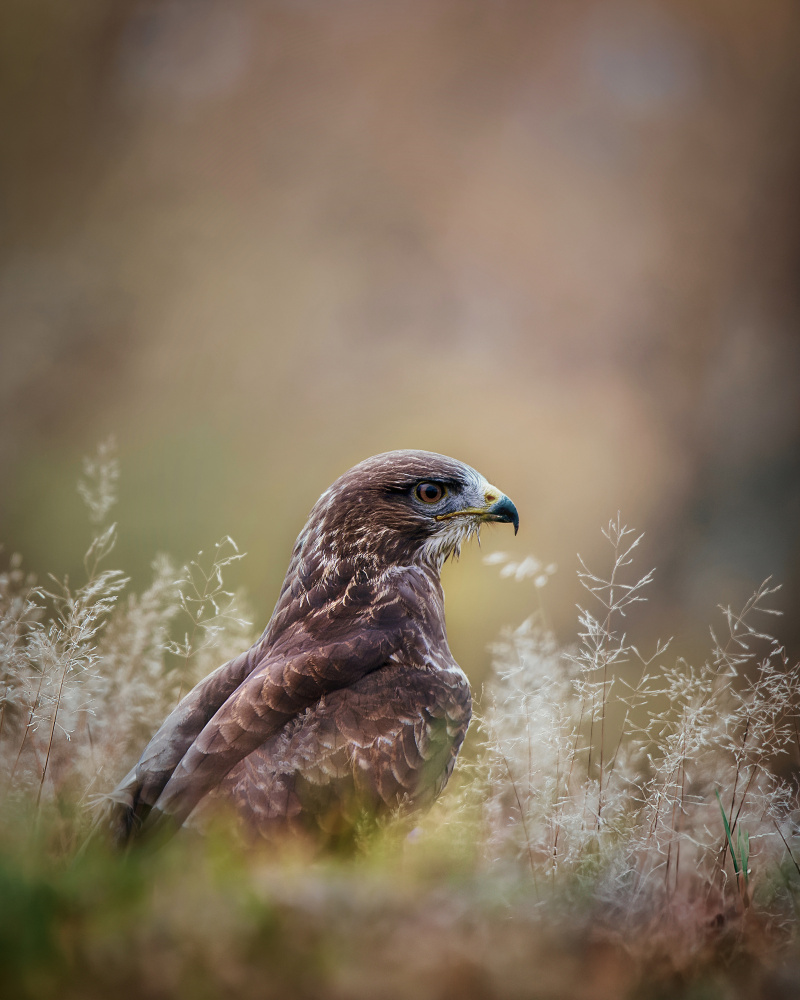 Watchful Buzzard by Michaela Firešová — canvas wall art