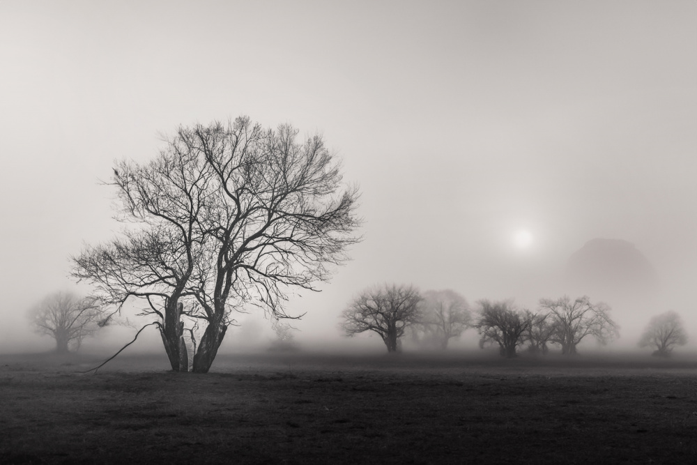 Misty Winter Trees by YoungIl Kim — canvas wall art