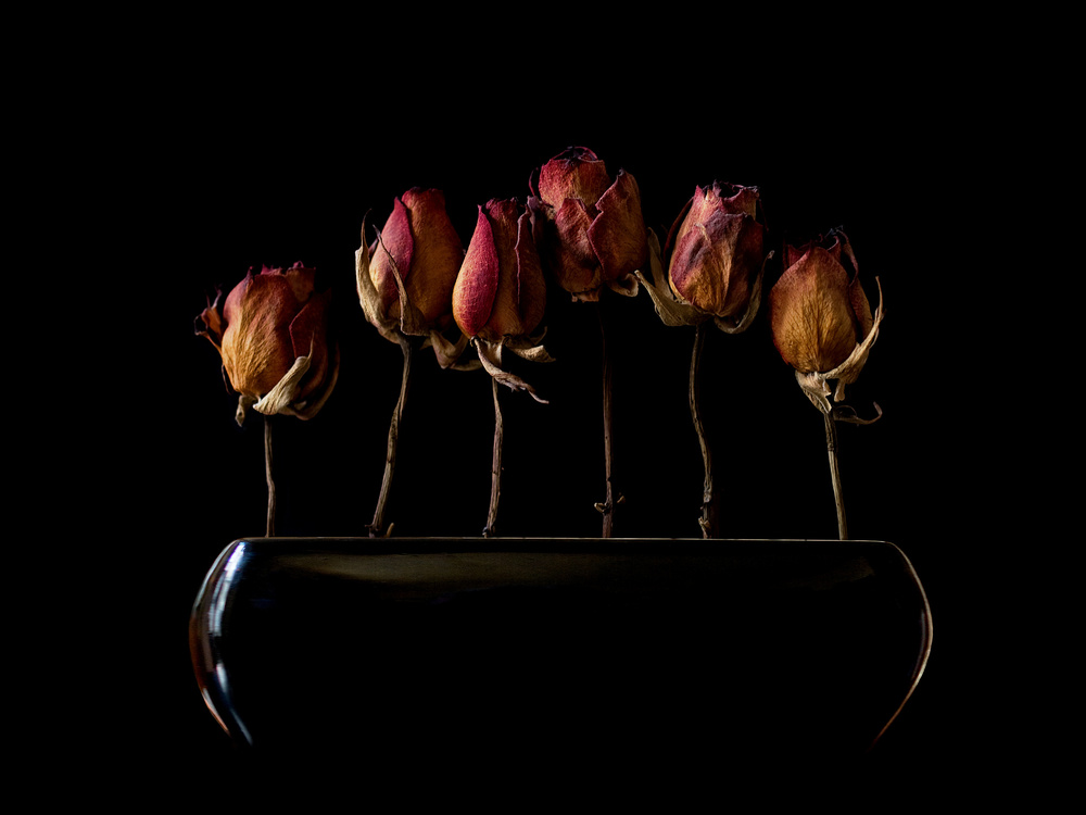 Moody Dried Roses by Jeffrey Hummel — canvas wall art