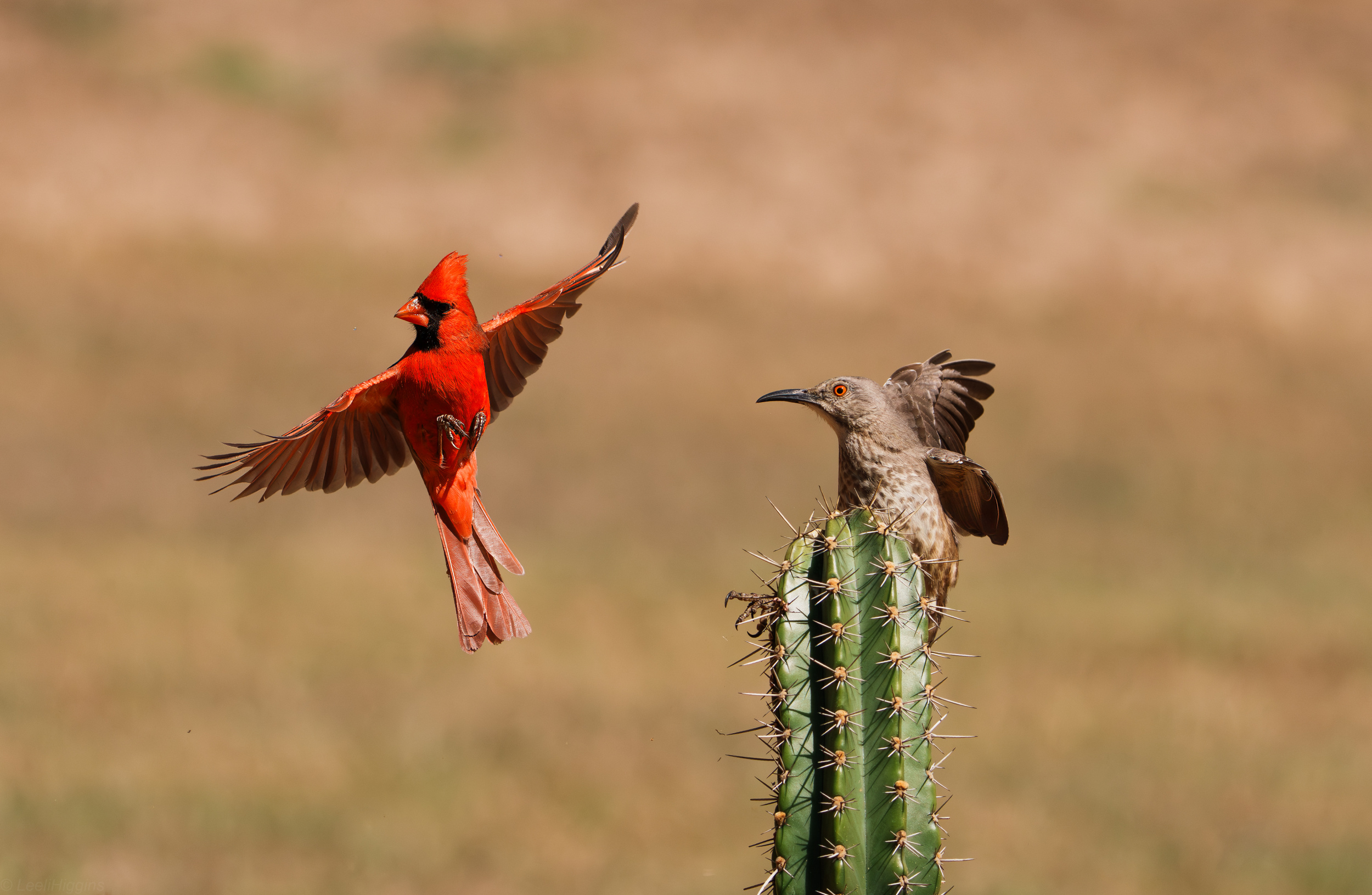 Cardinal and Curved-billed thrasher fighting for territory II by Leeli ...