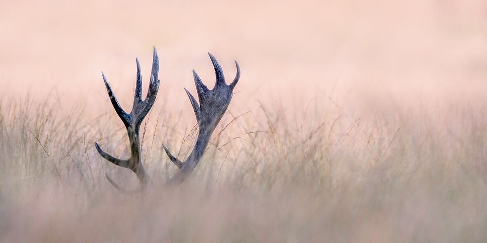 Ethereal Deer Antlers by Kutub Uddin — canvas wall art