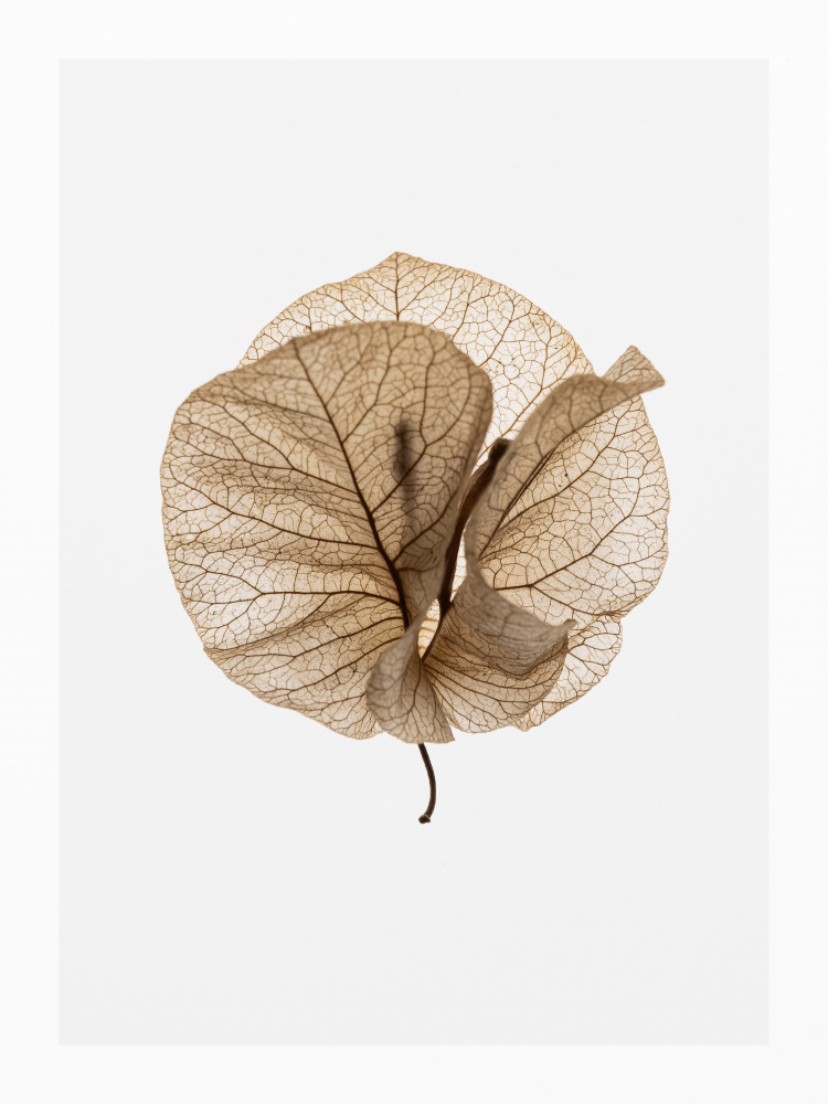 Fragile Glow by Shot by Clint — canvas wall art