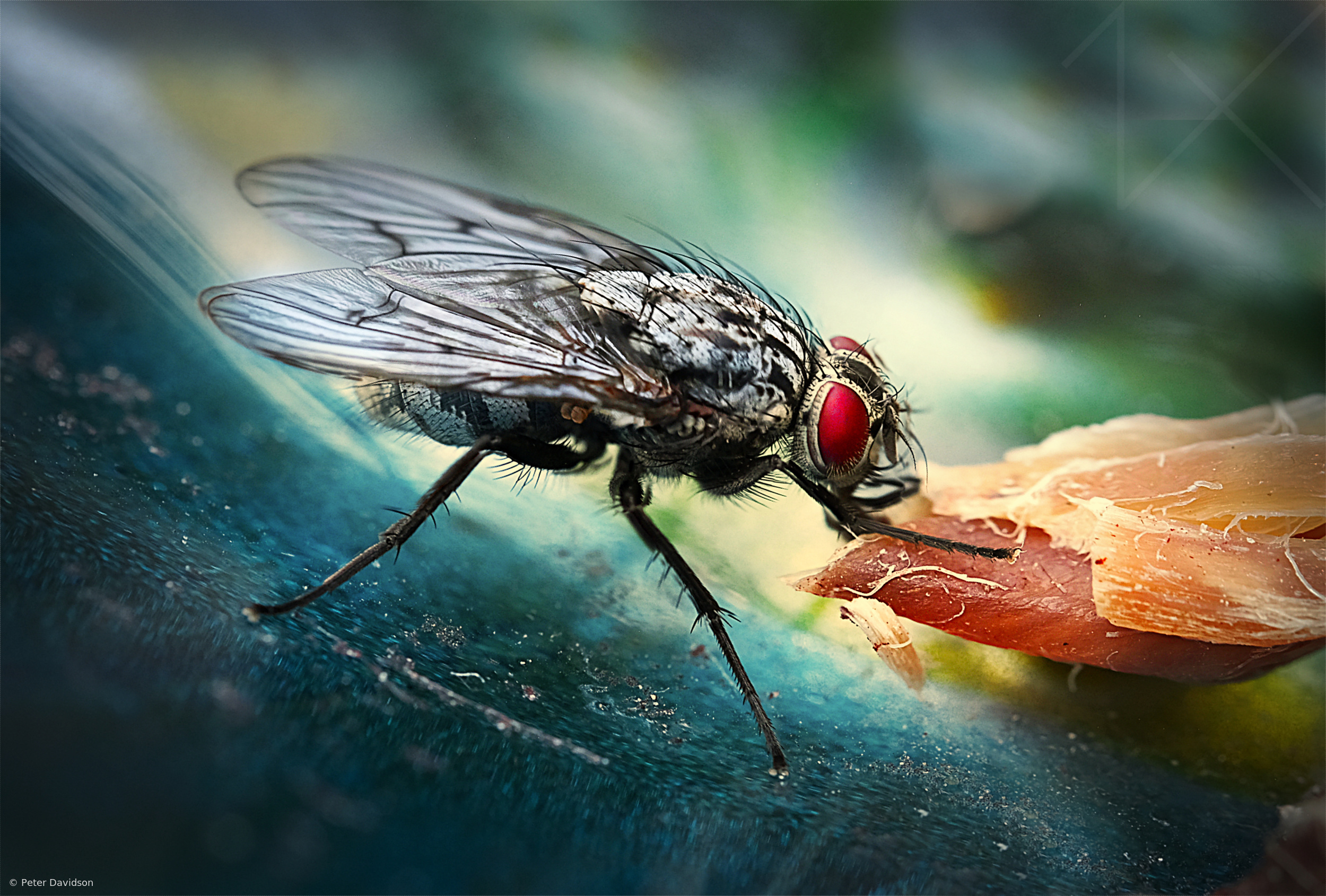 Feasting Fly