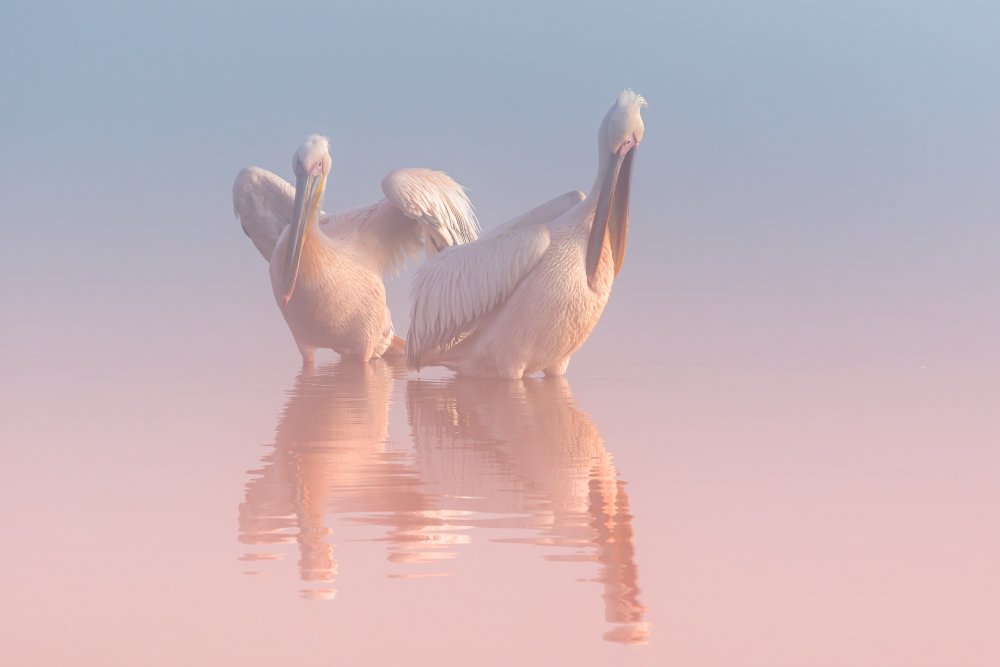 Pink Lake Pelicans by Natalia Rublina — canvas wall art