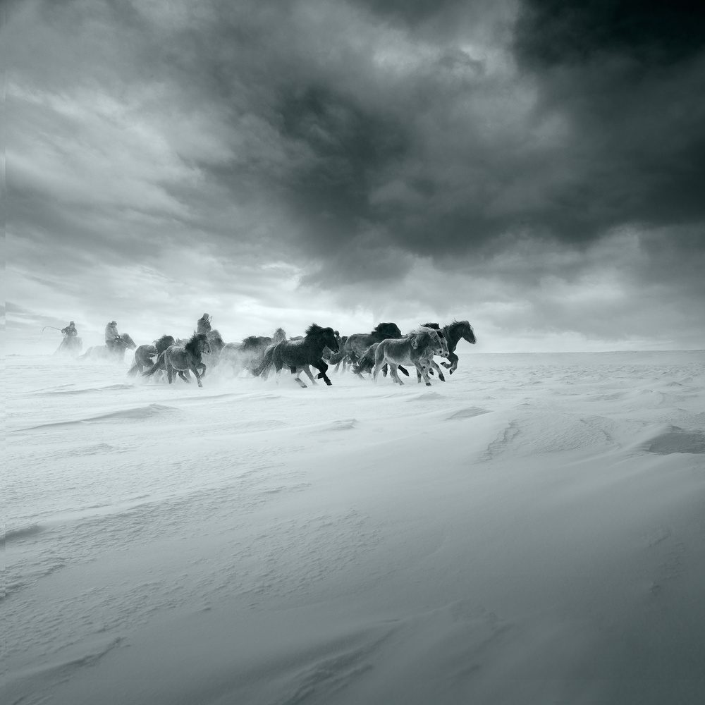 Wild Horses in Snow by Shu-Guang Yang — canvas wall art