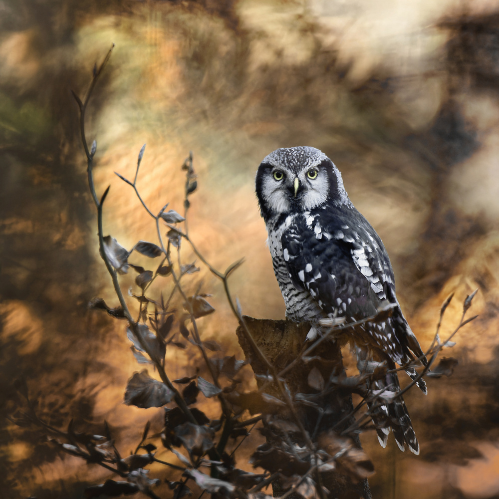 Northern Hawk Owl Portrait by Michaela Firešová — canvas wall art