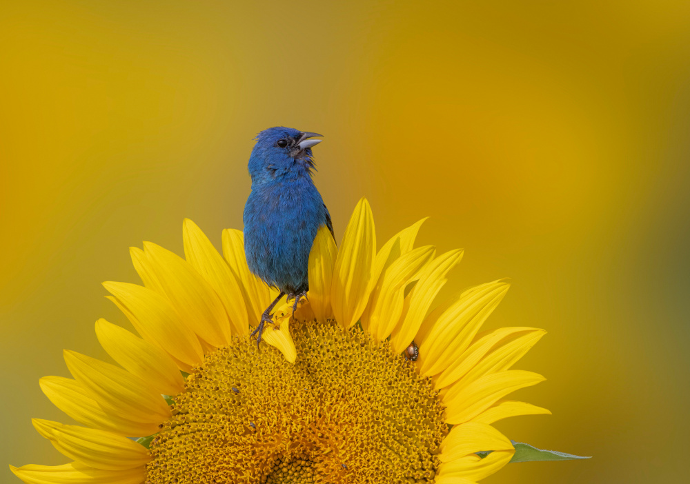 Blue Bird on Sunflower by Molly Fu APA — canvas wall art