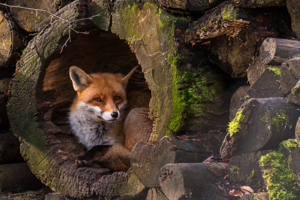 Red Fox Den by Cees van Ginkel — canvas wall art