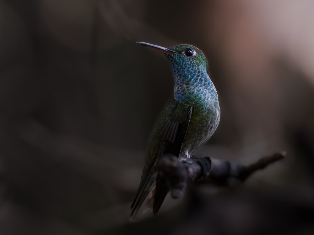 Shimmering Blue Hummingbird by Patrick Dessureault — canvas wall art