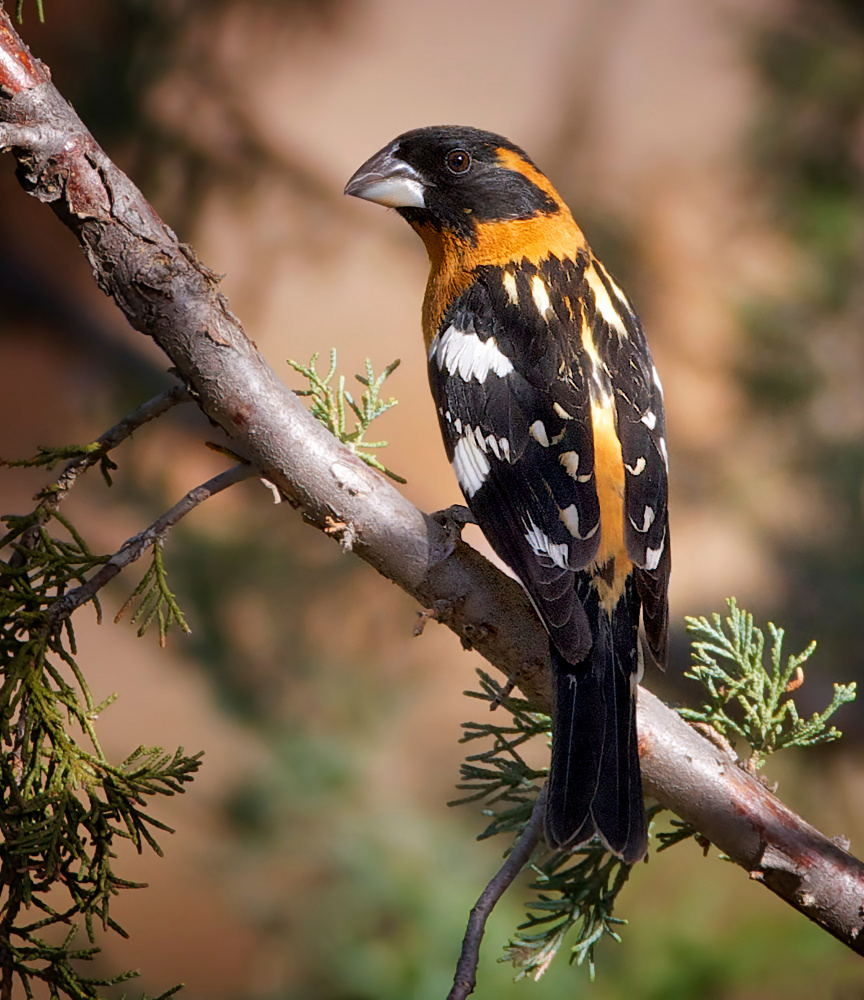 Vibrant Grosbeak on Branch by verdon — canvas wall art