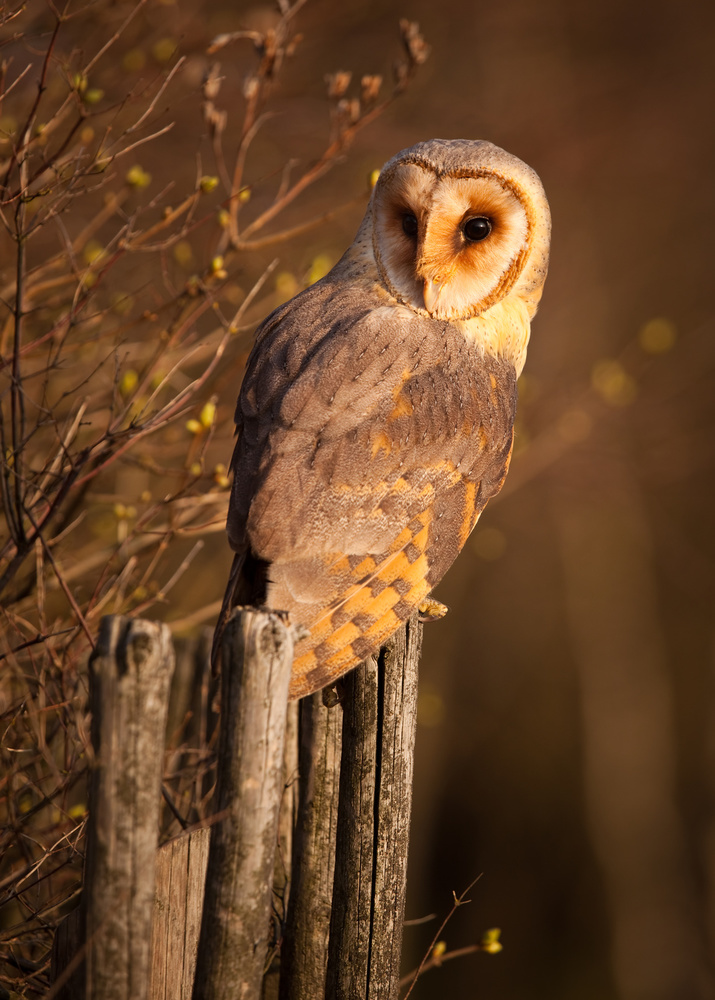 Golden Hour Barn Owl by Robert Adamec — canvas wall art