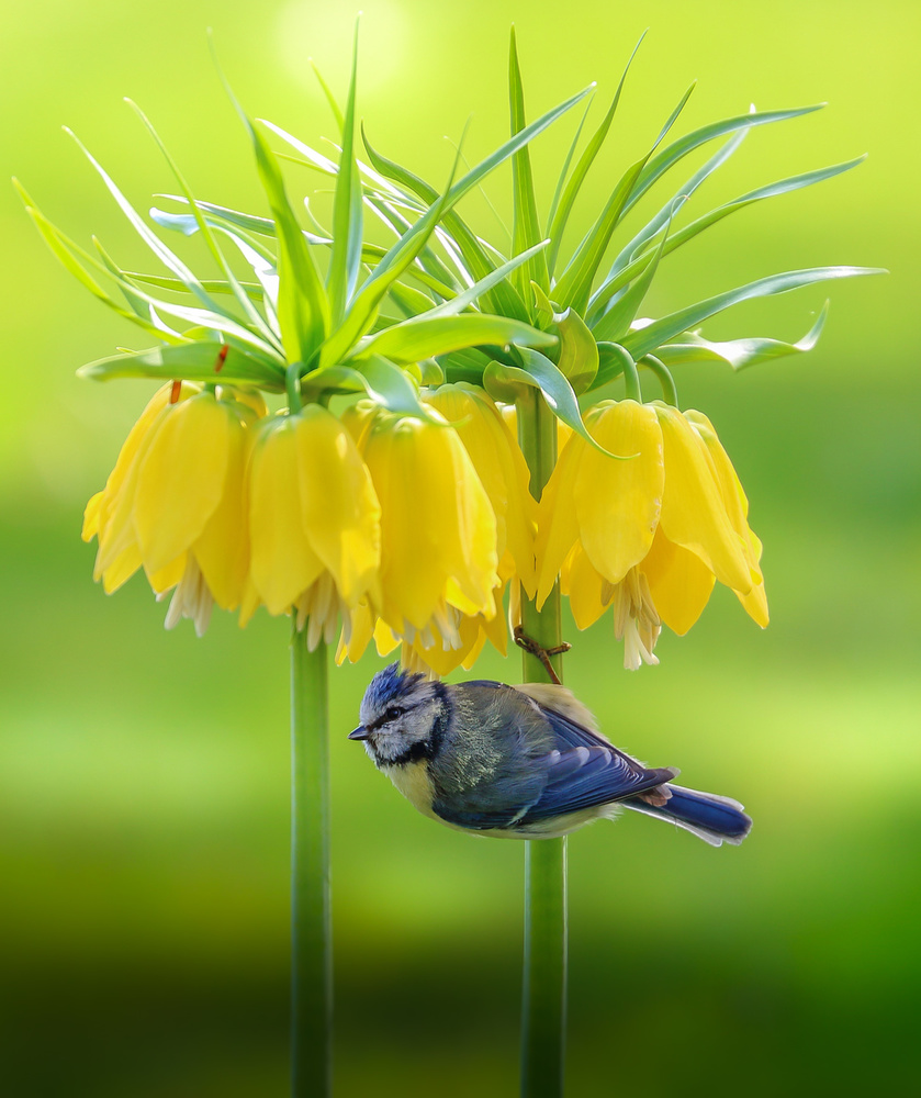 Blue Tit Yellow Blooms by Franziskus Pfleghart — canvas wall art