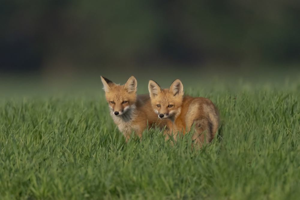 Two Curious Fox Kits by Peter Stahl — canvas wall art