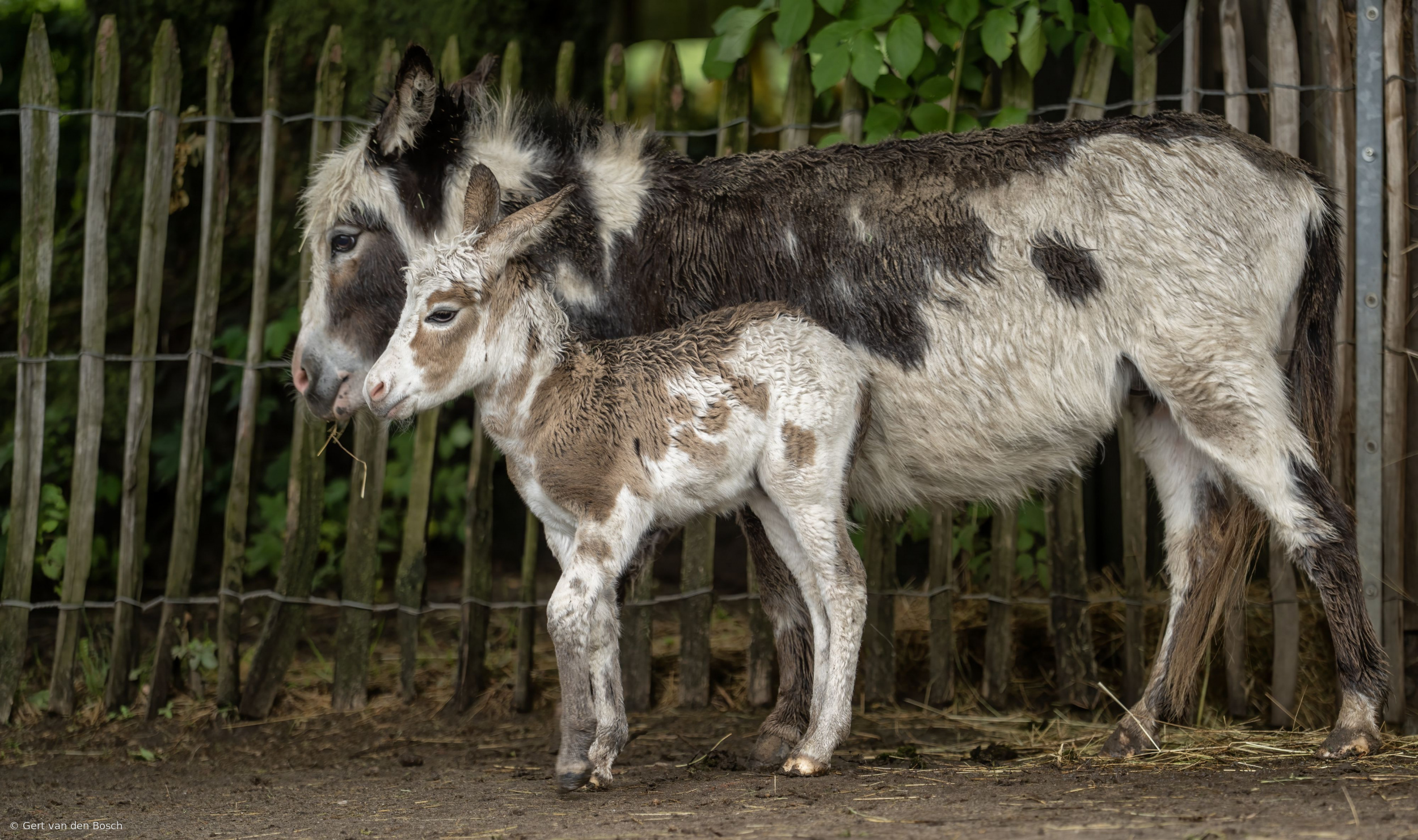 Mum and her foal