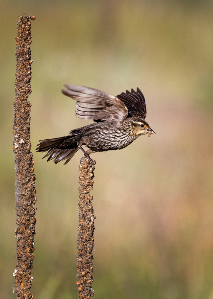 Wild Bird Taking Flight by verdon — canvas wall art