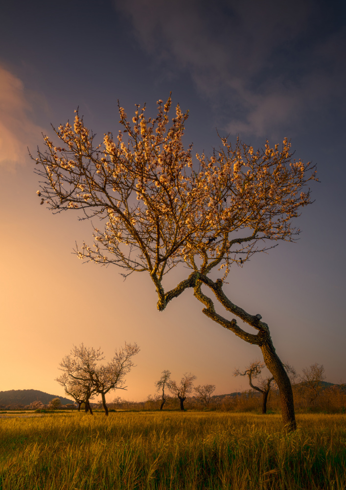 Almond Tree Golden Hour by joanaduenas — canvas wall art