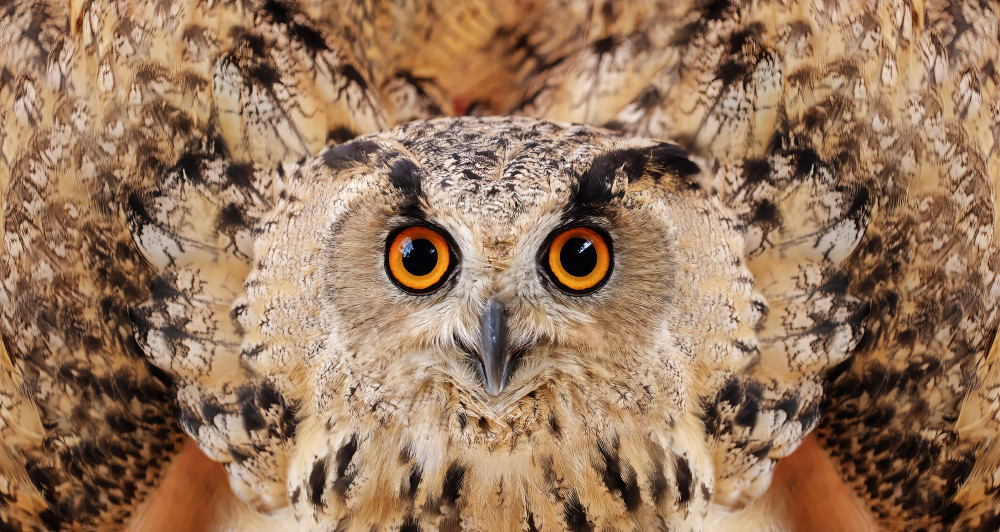 Majestic Owl Gaze by Yousef Abuaisheh — canvas wall art