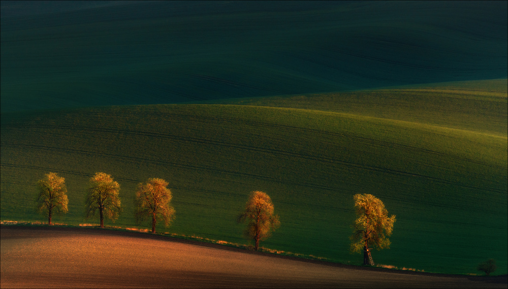 Golden Hour Trees by Vlad Sokolovsky — canvas wall art