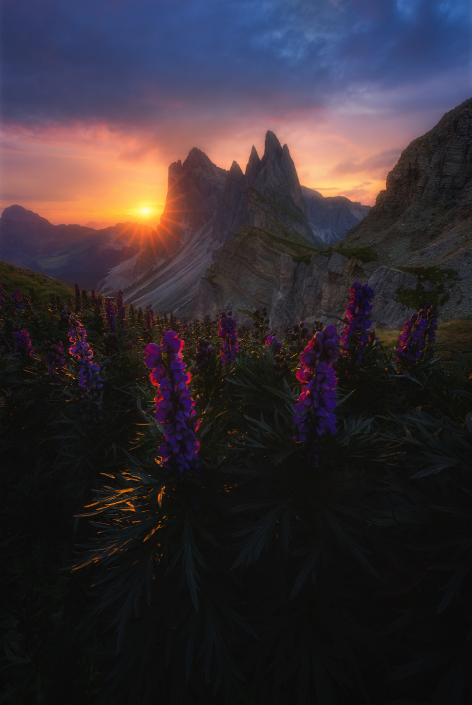 Golden Peaks Purple Bloom by Anastasia — canvas wall art