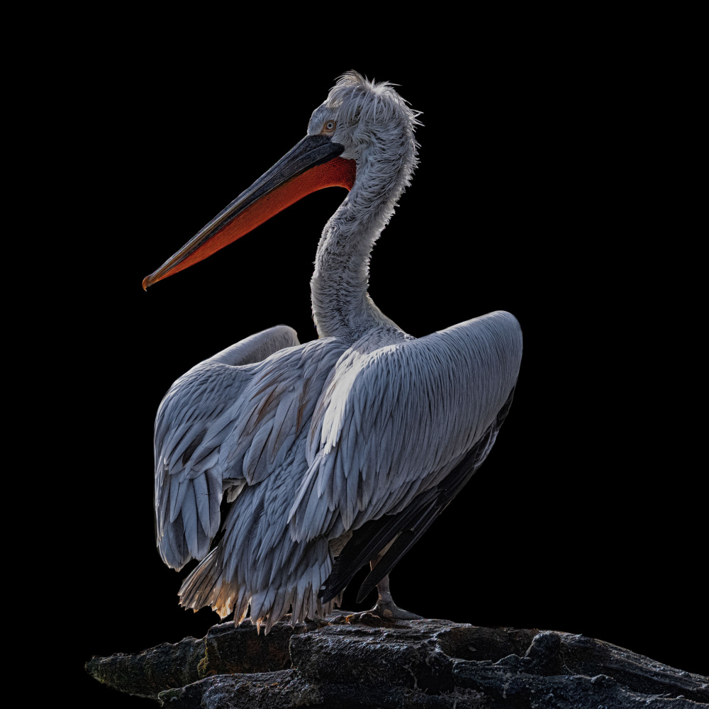 Majestic Pelican Portrait by Georgios Tsikiridis — canvas wall art