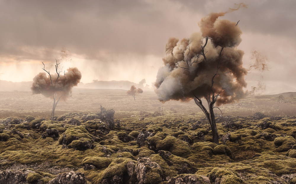 Moody Smoke Trees by Matthias Bergolth — canvas wall art