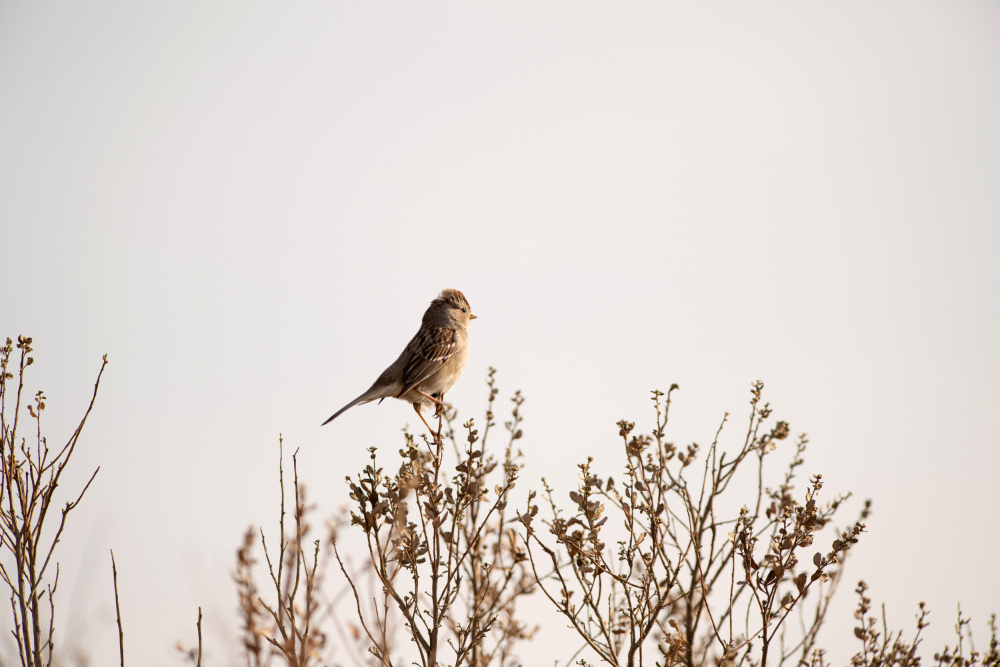 Peaceful Perched Bird by Crystal Lynn Collins — canvas wall art