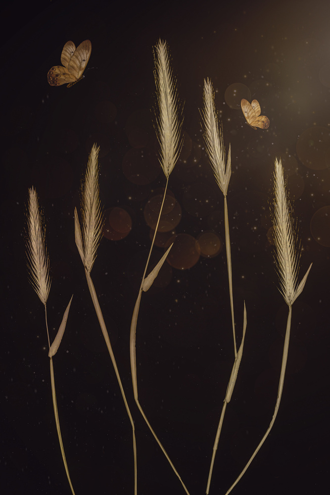 Ethereal Golden Grass Butterflies by Cicek Kiral — canvas wall art