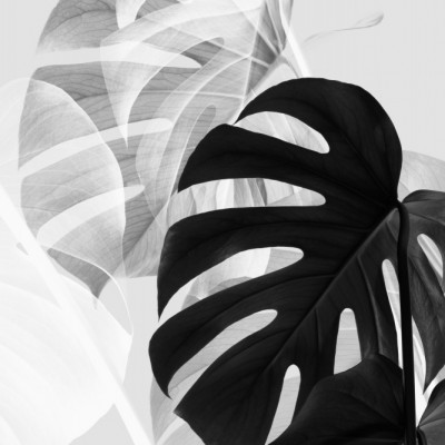 Monstera Black and White