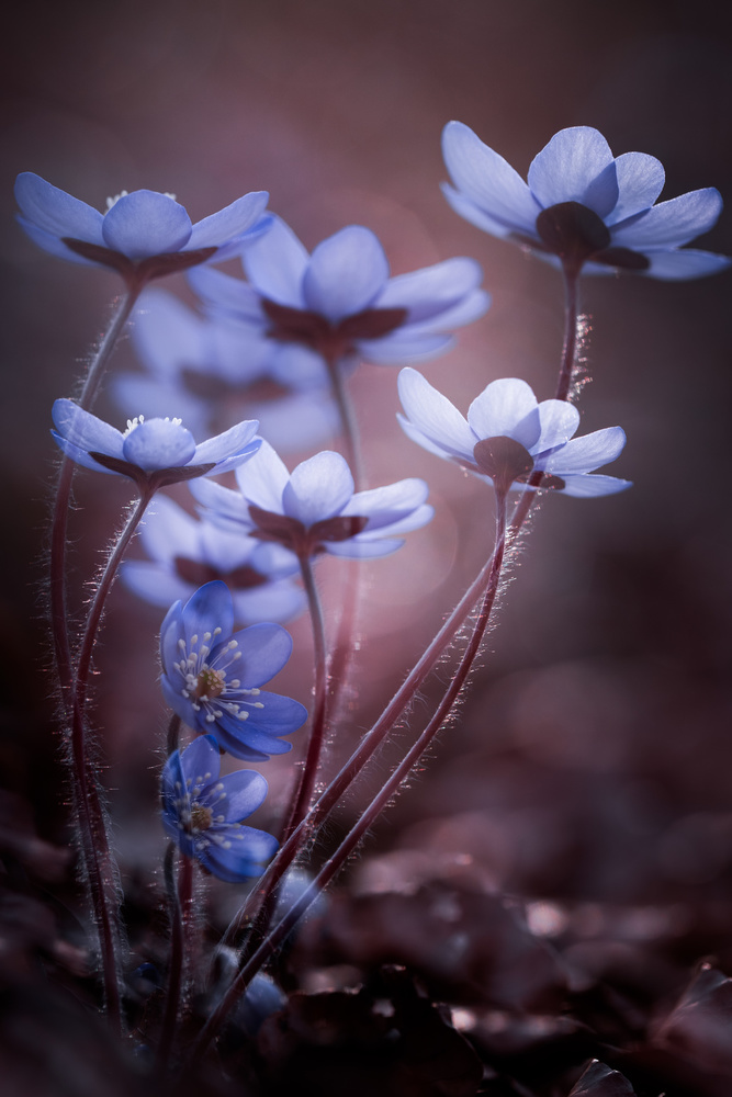 Ethereal Blue Blooms by Petra Dvorak — canvas wall art