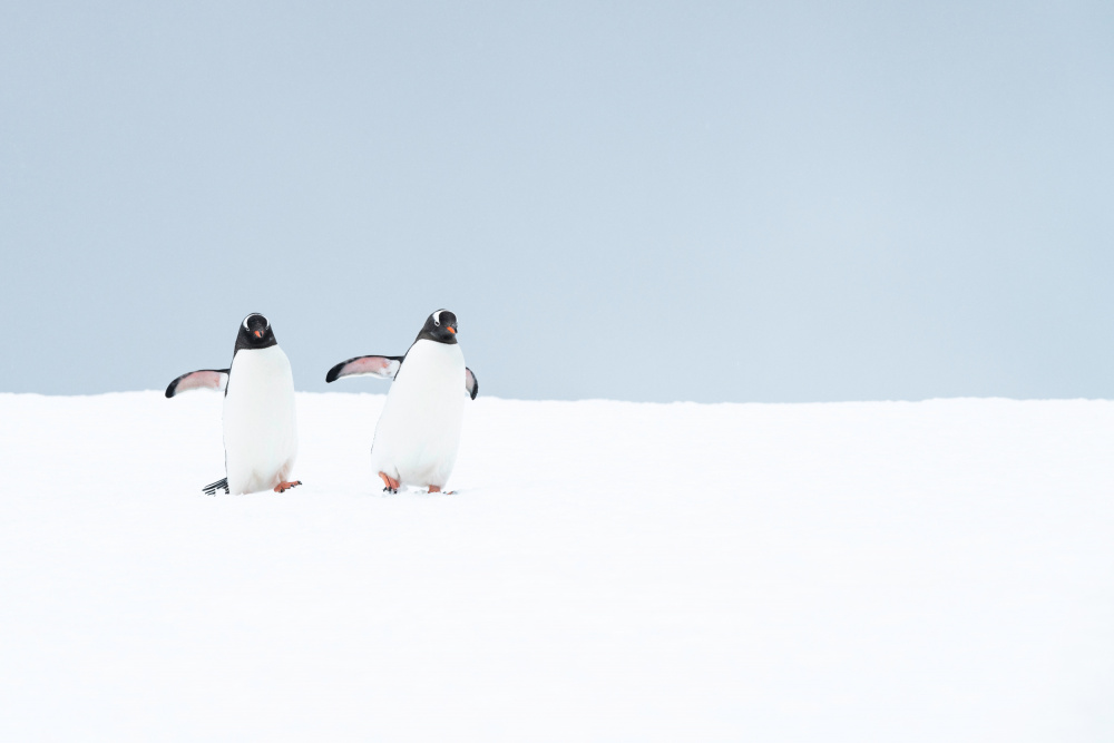 Two Walking Penguins by Nanda Bussers — canvas wall art
