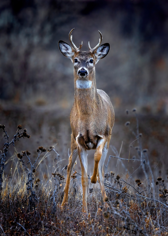 Alert Buck by verdon — canvas wall art