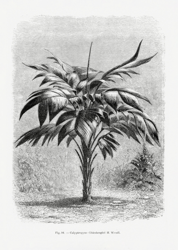 Vintage Palm Tree Drawing Viii by Les Palmiers Histoire Iconographique — canvas wall art