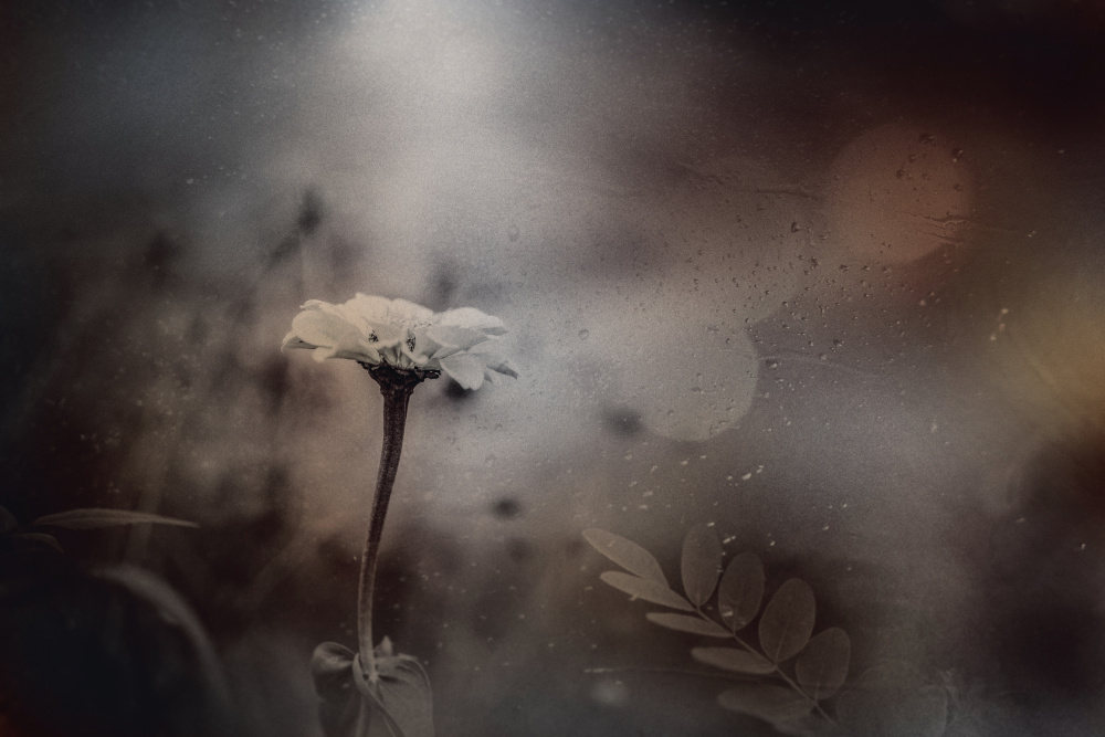 Soft Vintage Flower by YoungIl Kim — canvas wall art