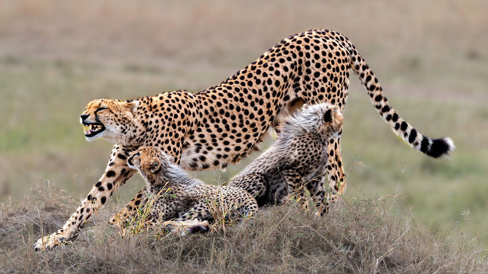 Safari Cheetah Family by Jie Fischer — canvas wall art