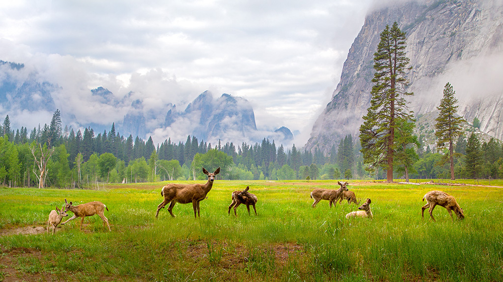 Deer Family Meadow by Dianne Mao — canvas wall art