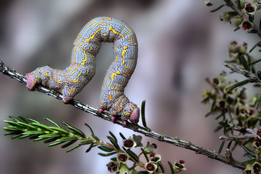 Colorful Crawling Caterpillar by Jimmy Hoffman — canvas wall art