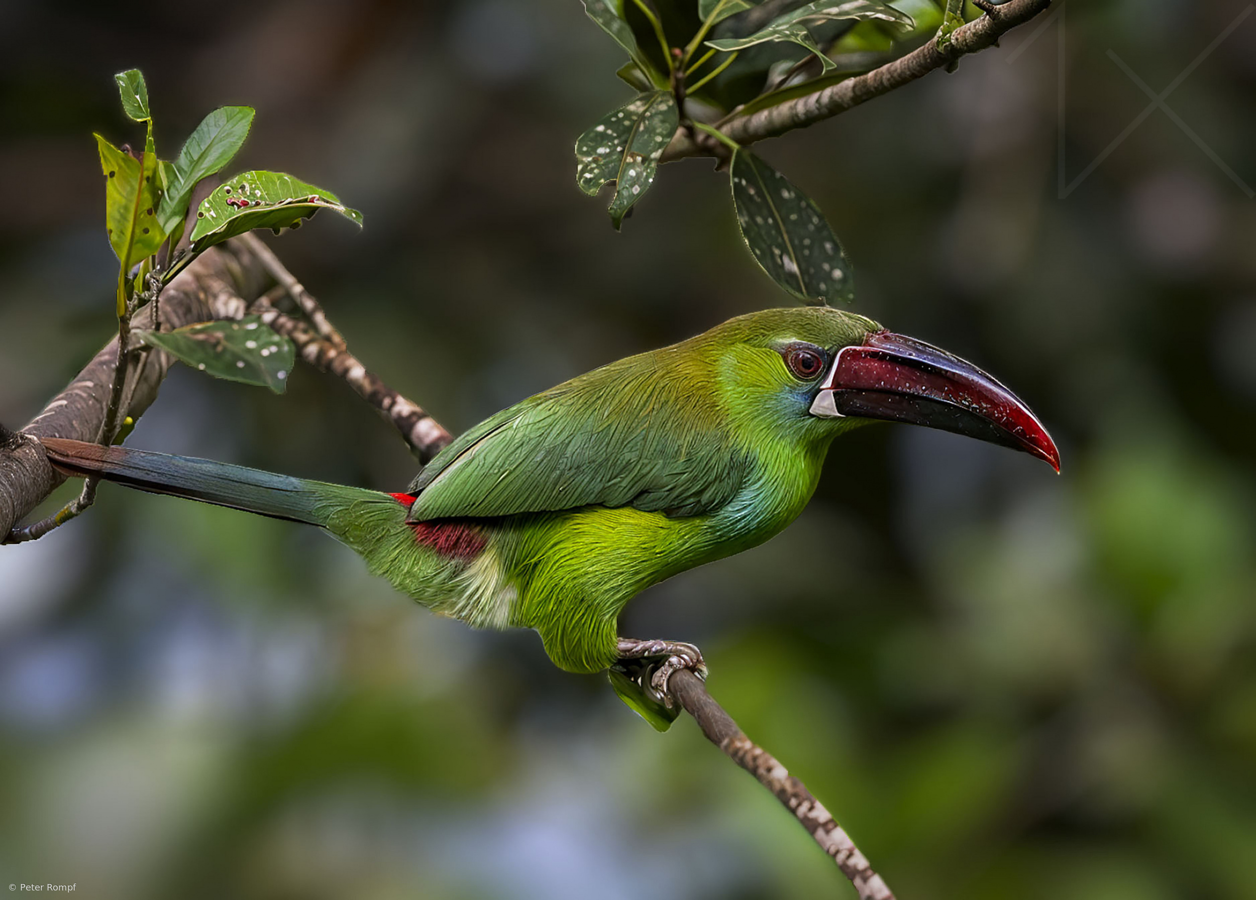 Crimson-rumped Toucanet, Colombia! by Peter Rompf