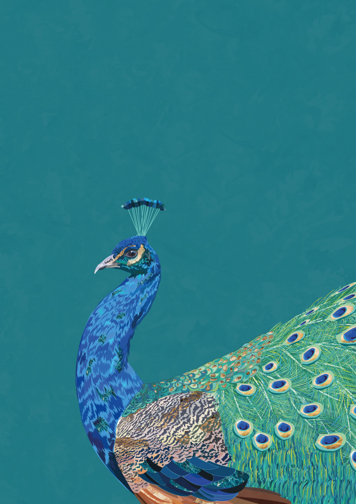 Vibrant Peacock Profile by Sarah Manovski — canvas wall art