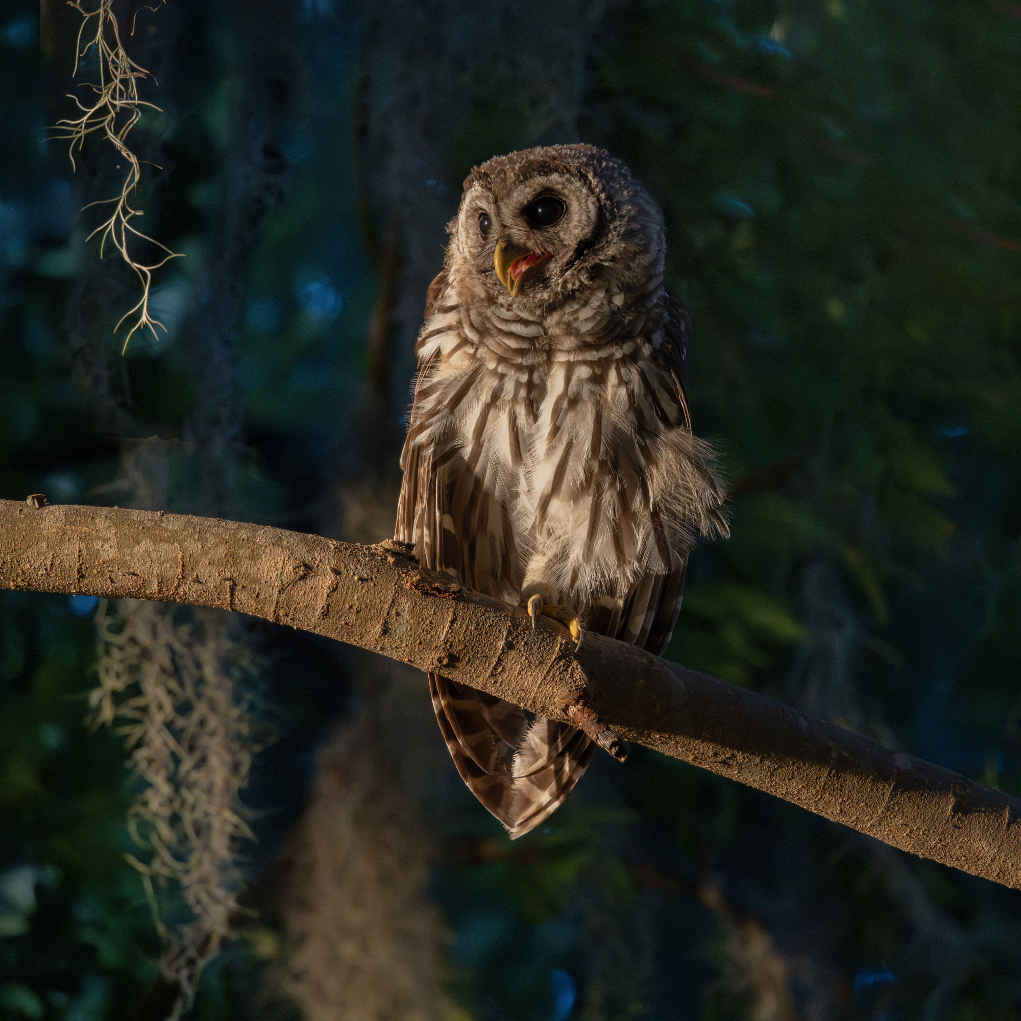 Good Morning Mr Owl