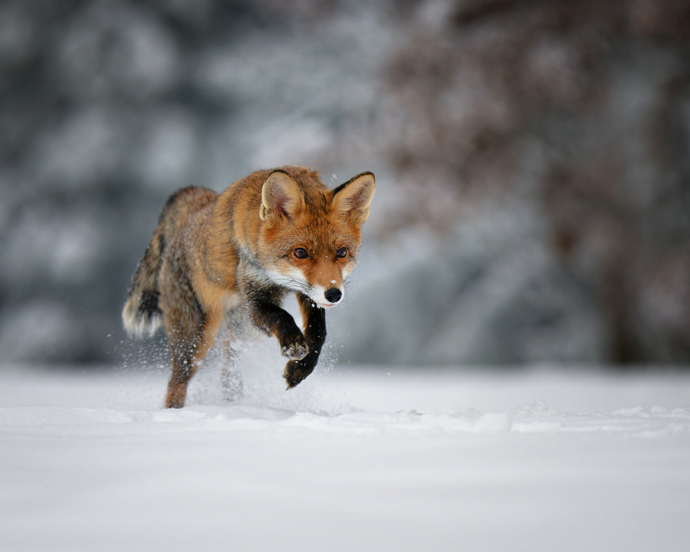 Running Red Fox In Snow by Michaela Firešová — canvas wall art