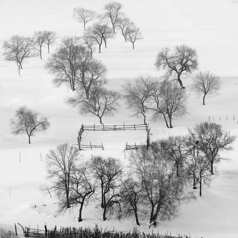 Bare Trees Winter Scene by Shu-Guang Yang — canvas wall art