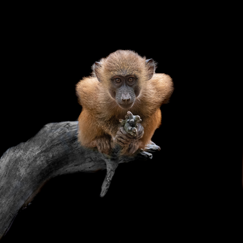 Expressive Young Baboon by Georgios Tsikiridis — canvas wall art
